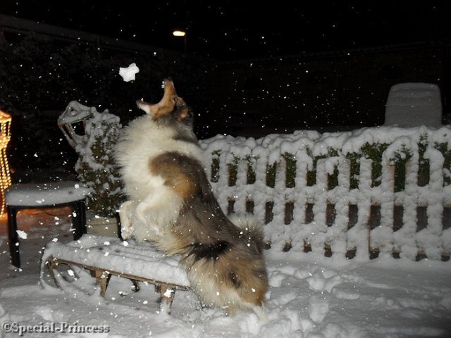 Diesel het sneeuwmonster